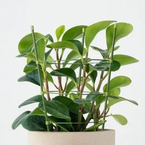 [콩심팥심]몬스테라 식물 화초 지지대 4size 홈가드닝 방울토마토