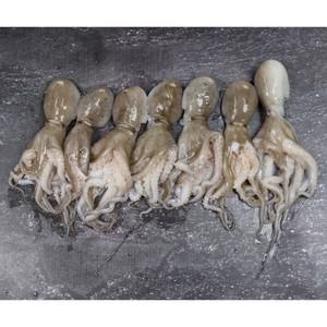 제철맞은 쫀득쫀득 서해안 서천어부 쭈꾸미 1kg