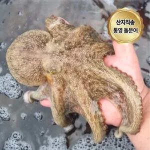 100% 자연산 국산 통영 돌문어 1kg (1-4미)