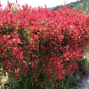 홍가시나무 2년생 10개 레드로빈 포트묘 생울타리 정원수 상록수