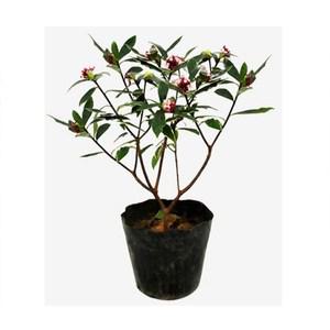 순희농장 천리향 화분 30~35cm 천리향나무 천리향꽃 개화주 공기정화식물 반려식물 향기나는나무 실내인테