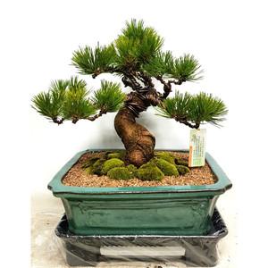 해송 소나무분재 승진 영전 취임 개업화분