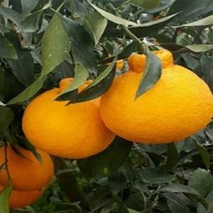 순희농장 천혜향나무화분 유자나무 레드향 황금향