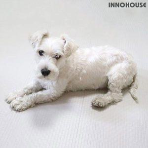 [이노하우스] 프렌즈 애견매트 강아지매트 (중)