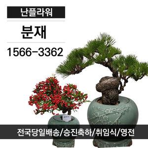 고급분재 승진/취임/영전/축하화분/고급화분/난플라워