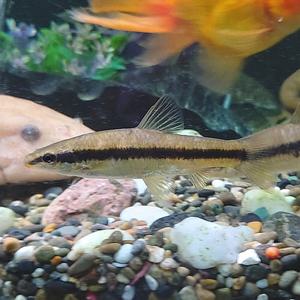 [신세계수족관] 관상용 민물고기 돌고기 1마리