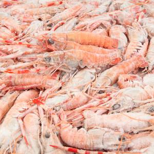 횟감 선동 딱새우(소) 1박스(16kg내외) 도매