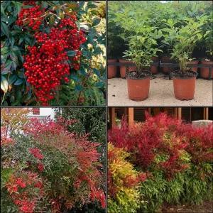 남천 나무 묘목 남천 포트 모종