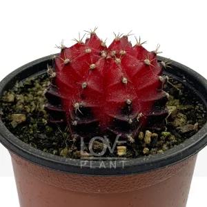 목단옥금 자목단 무지개 비모란 선인장 꽃 종류 다육 식물 인테리어 소품