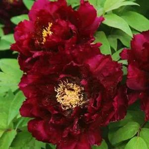 겹목단 ((목윤절윤)) 겹꽃목단 나무 묘목 개화주 3지 봄꽃 정원 조경나무 (목하원예조경)