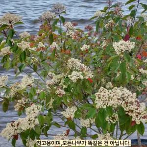 홍가시나무 묘목 레드로빈 포트 묘목 60cm 전후 정원울타리 조경나무 (목하원예조경)