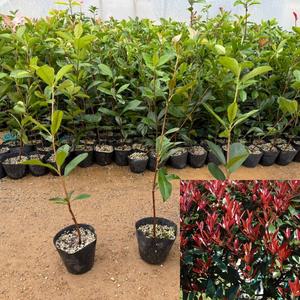 홍가시나무 (포트묘) 레드로빈 키50cm전후 홍가시묘목 잎이이쁜 울타리조경