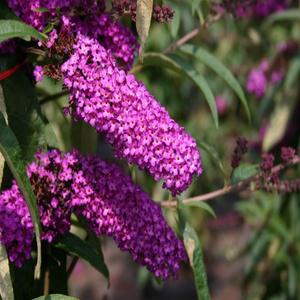 붓들레아 카디날 120L포트 부들레야 신품종