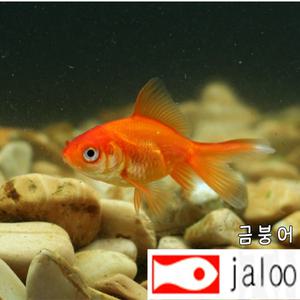 생먹이 자루 금붕어 50마리 오란다 놀이용 먹이용 체험용  수족관 어항 연못 조경 