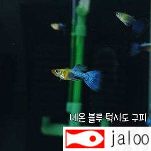 생먹이 자루 네온 블루 턱시도 구피 10마리 파란색 예쁜 열대어