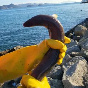 당일손질 통영 바다장어 1kg (1~3미) 머리 뼈 소스 2종 포함 스테미너 보양식 붕장어 아나고