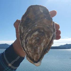 산지직송 프리미엄 최상급 삼배체굴 10kg 고성 석화 제철해산물 새참굴 석굴 통영