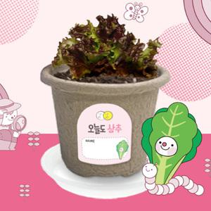 비티 오늘도새싹 상추 새싹키우기 자연 관찰 탐구 학습 생활 식물키우기 원예체험 재배 모종 화분키트 반려식물