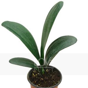 군자란 소품 관엽식물 꽃 나무 실내 공기정화 식물 키우기 인테리어 화분