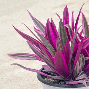 마이플랜트 부자란 중형 1개 자주 만년초 부귀란 인테리어 개업식물 관엽식물