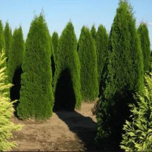 조경수 묘목-에메랄드그린 4치포트 키20cm이상 5주묶음  R0376