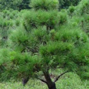 묘목/ 소나무 적송/육송 [ 실생 2년 포트재배묘]/10주묶음  KJ1596