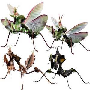 악마꽃사마귀 생물대도감 피규어 모형 실물 반다이