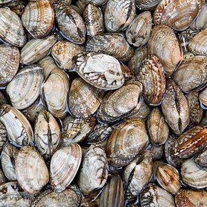 [통영수산물시장] 자연산 물바지락 500g 45미