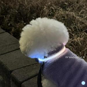 울트라웨이브 강아지 야간산책 LED목걸이 인식표 추천