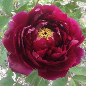 조경수 묘목/모란 개량꽃목단 흑색계(황가문) 접목3년 개화주 NS391