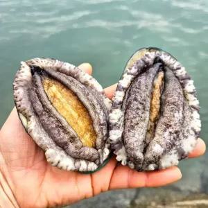 [품질보장] 이순신수산 국내산 완도 활 전복 1kg [13-15미]