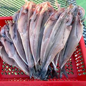 [인정식탁][연자매수산] 쫀득쫀득 국내산 반건조임연수 500g내외(4-6미) x 2세트