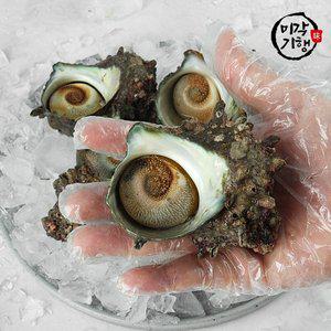 [미각기행][G]미각기행 통영 뿔소라 2kg(10-18미)