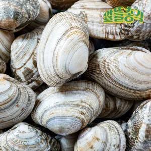 [3kg] 국내산 고흥 당일채취 참바지락 (껍질바지락) 3kg