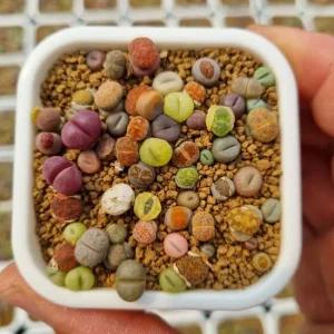 리톱스믹스 보통 모듬 품종 국내산 1포트 랜덤발송 아프리카 소형 다육 전문농장 식물 미니 희귀 선인장