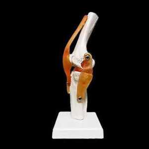 발목 뼈 발 인체 뒤꿈치 부목 통증 해부학 다리 보호대 엄지 보조기 지지대 교정 패드