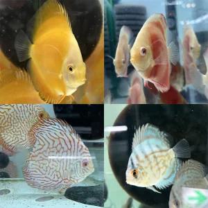 [열대어디스커스 모음전 ]체커보드 말보로 멜론 말보로 레드로즈 유어