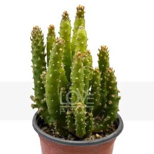 장군선인장 기둥 선인장 종류 다육이 식물 키우기 인테리어 소품 화분