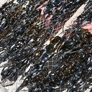 국내산 해녀 자연산 생미역 물미역 1kg