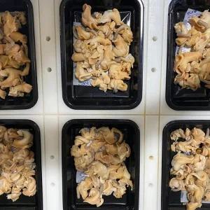 포항 손질 자숙 골뱅이 230g x 2팩