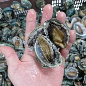 완도 참 꼬마전복 1kg(40-60미) 깡전복