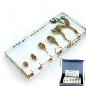 성장표본 땅콩 성장관찰 1P 식물 초등과학실험키트