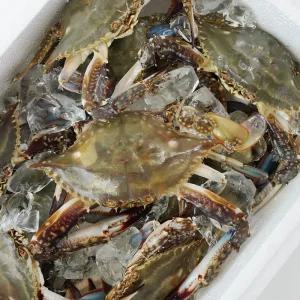 따봉프레시 당일조업 3차선별 황제 활꽃게 태안 신진도 빙장