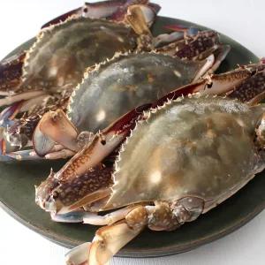 [산지플러스] 서해안 활 꽃게 2kg(6-10미내외)