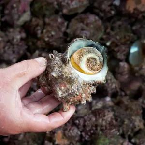 [산지플러스] 통영산 뿔소라 3kg 15-33미