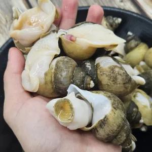 자연산 골뱅이 동해안 제철 급냉 흑고동 냉동 골뱅이 1kg