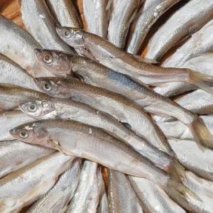 2025 국내산 토종 자연산 민물고기 잡고기 피래미 1kg 매운탕 재료 어탕 어죽