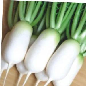 김장 초동 소형 동치미 무 무우 품종 종자 씨앗 20g