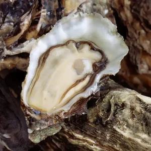 [산지플러스] 통영 굴 석화 10kg (4인기준)