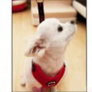 도그포즈 에어매쉬 하네스 세트 (레드) L강아지줄 애견 애완 개줄 가슴 완견 반려견